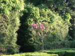 Rosen im Barockgarten